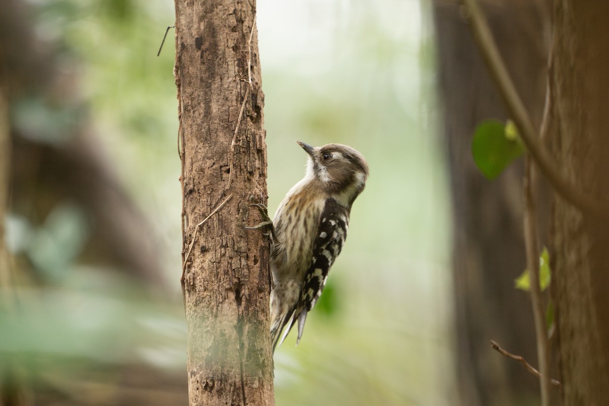 Japanese Pygmy Woodpecker - ML617871054