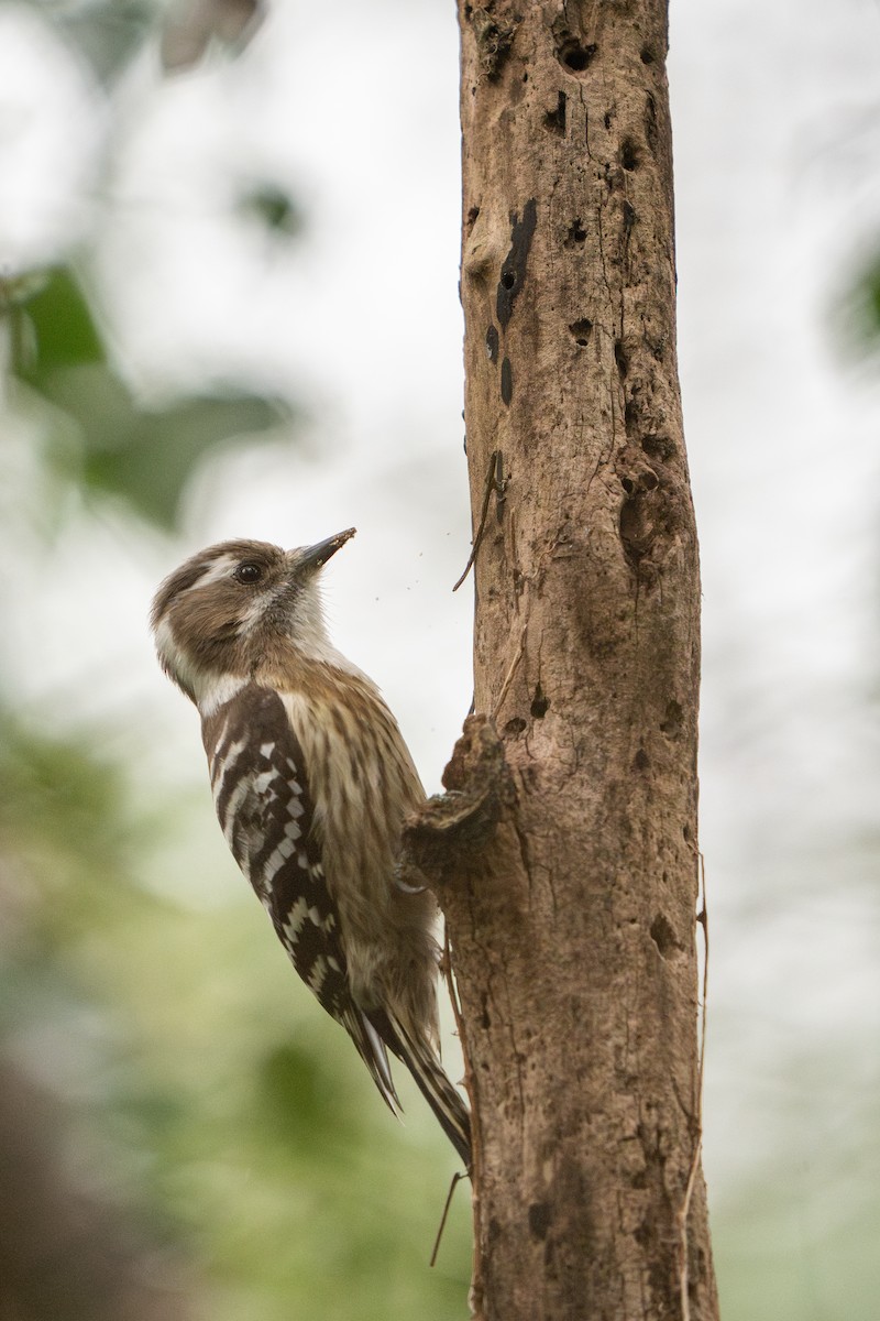 Japanese Pygmy Woodpecker - ML617871055