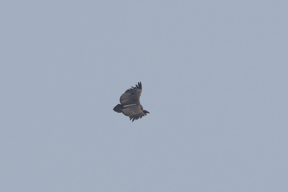 White-rumped Vulture - Rahul Pereira