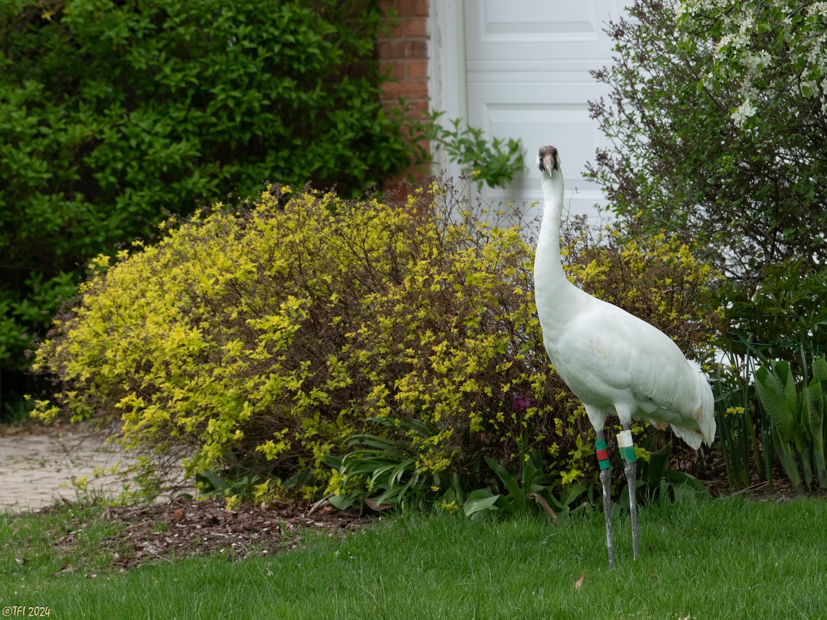 Whooping Crane - T I