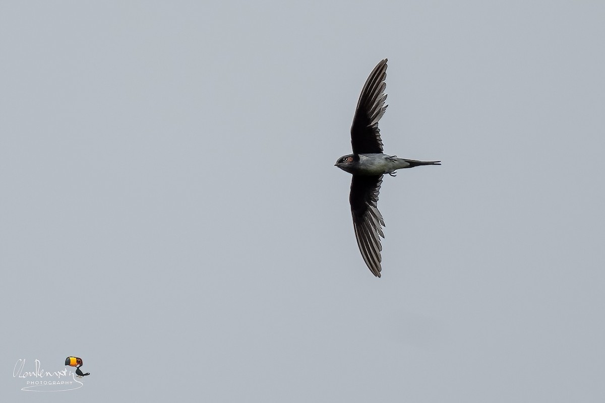 Whiskered Treeswift - ML617871098