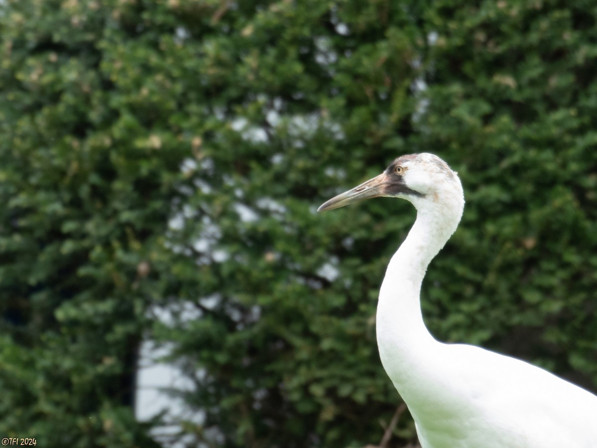 Whooping Crane - T I