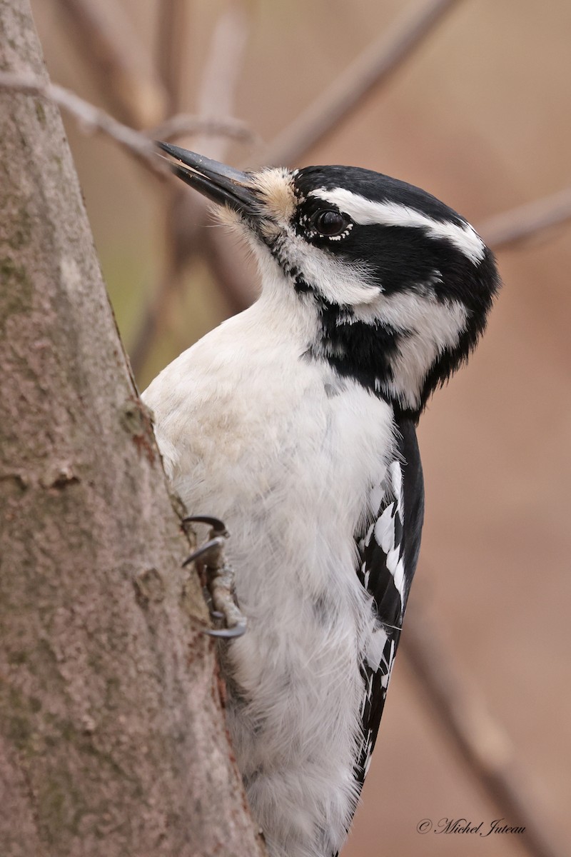 Hairy Woodpecker - ML617871101