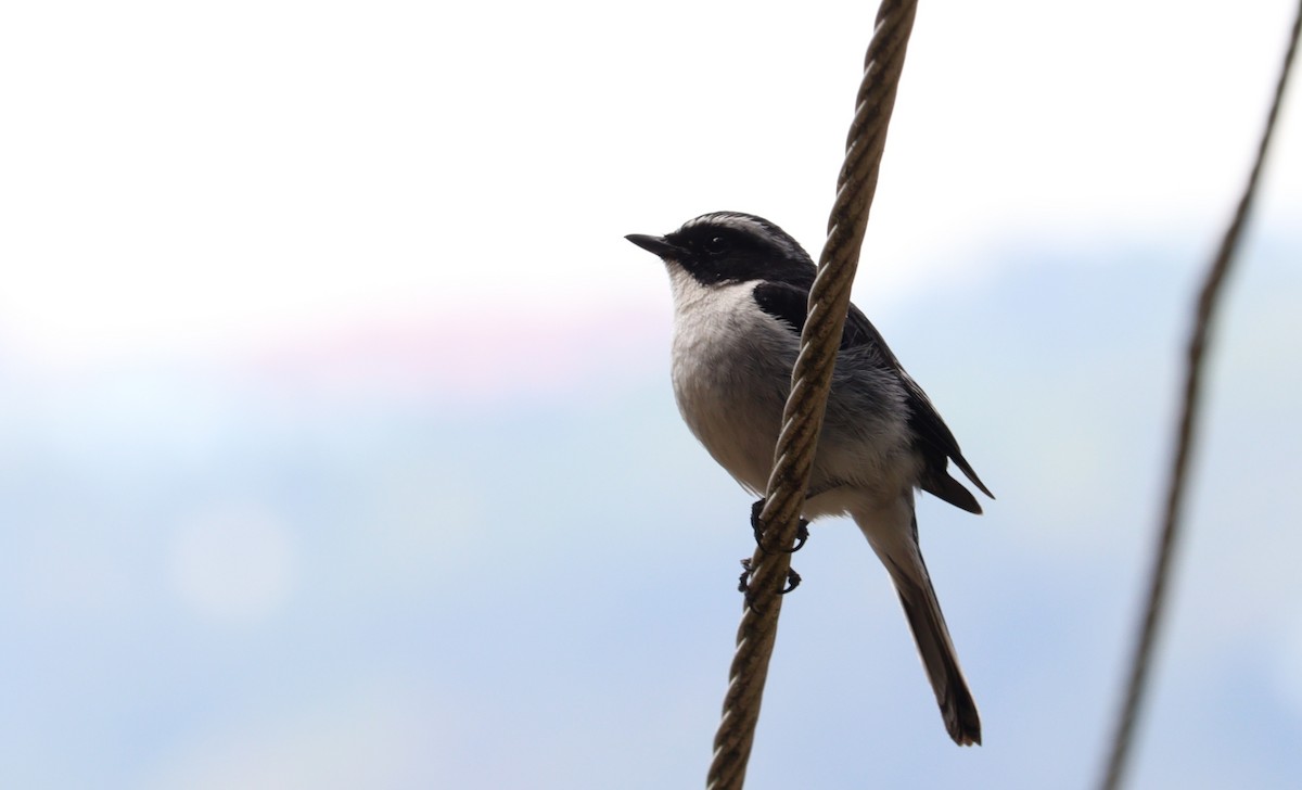 Gray Bushchat - ML617871135