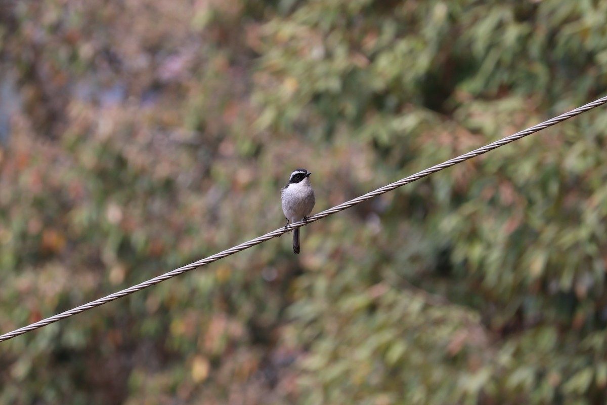 Gray Bushchat - ML617871139