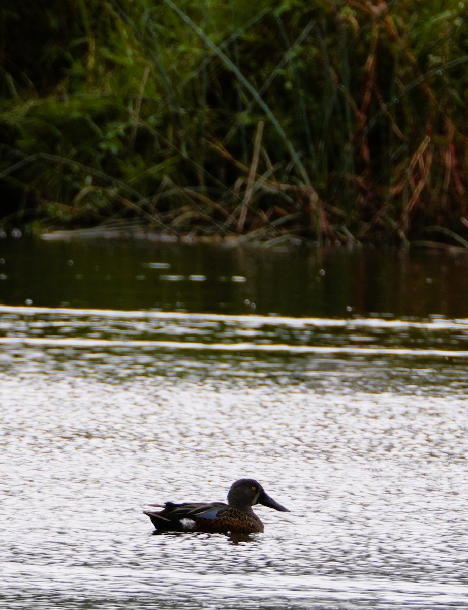 Australasian Shoveler - ML617871166