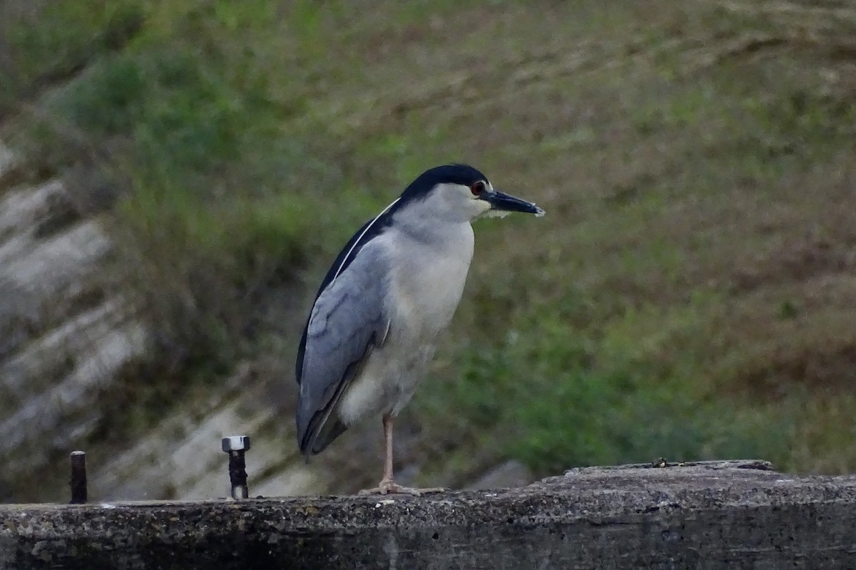 Black-crowned Night Heron - Nathan Miller