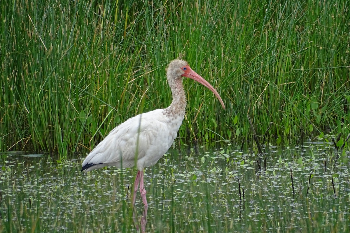 ibis bílý - ML617871209