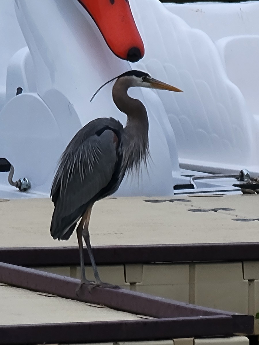 Great Blue Heron - ML617871263