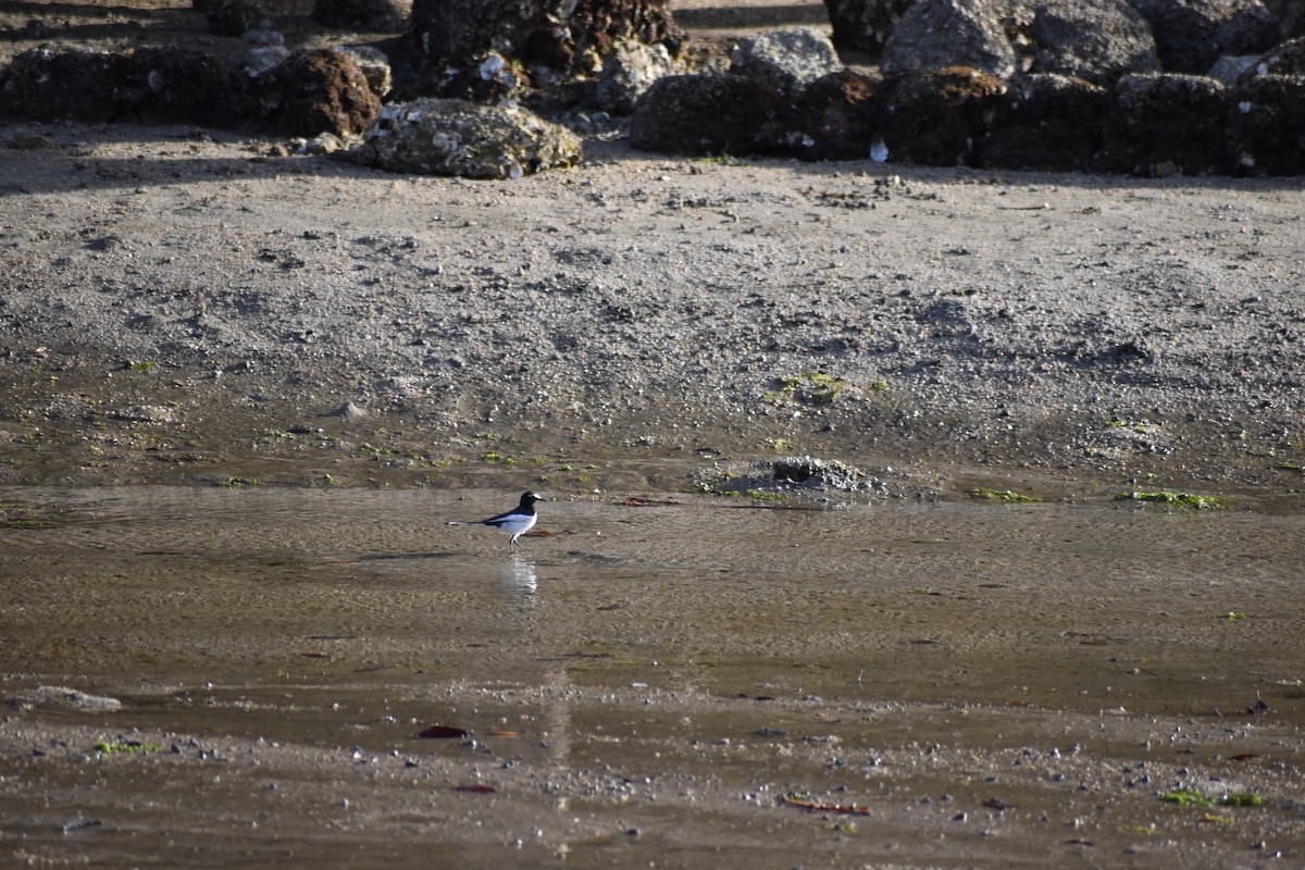 Japanese Wagtail - ML617871289