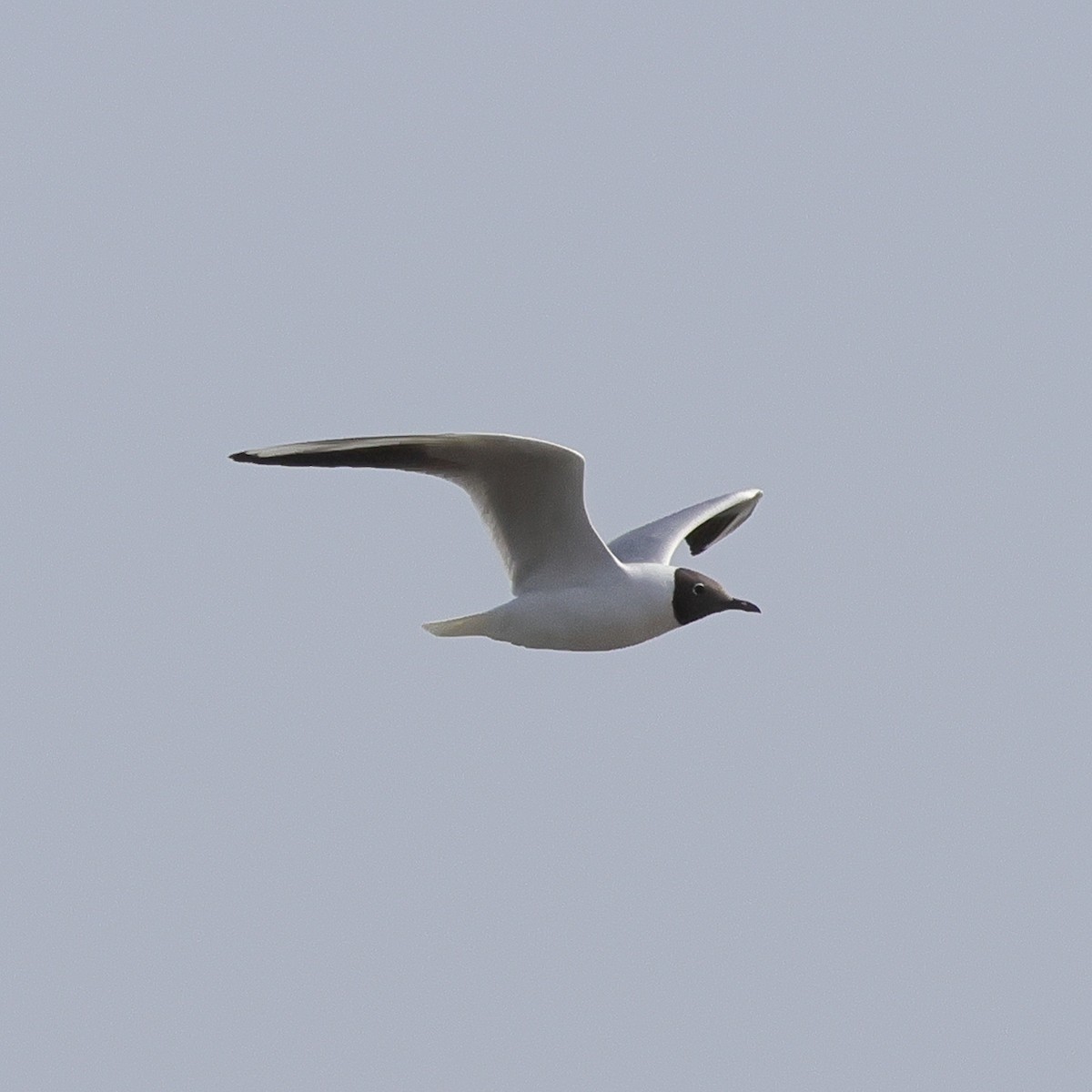 Mouette rieuse - ML617871293