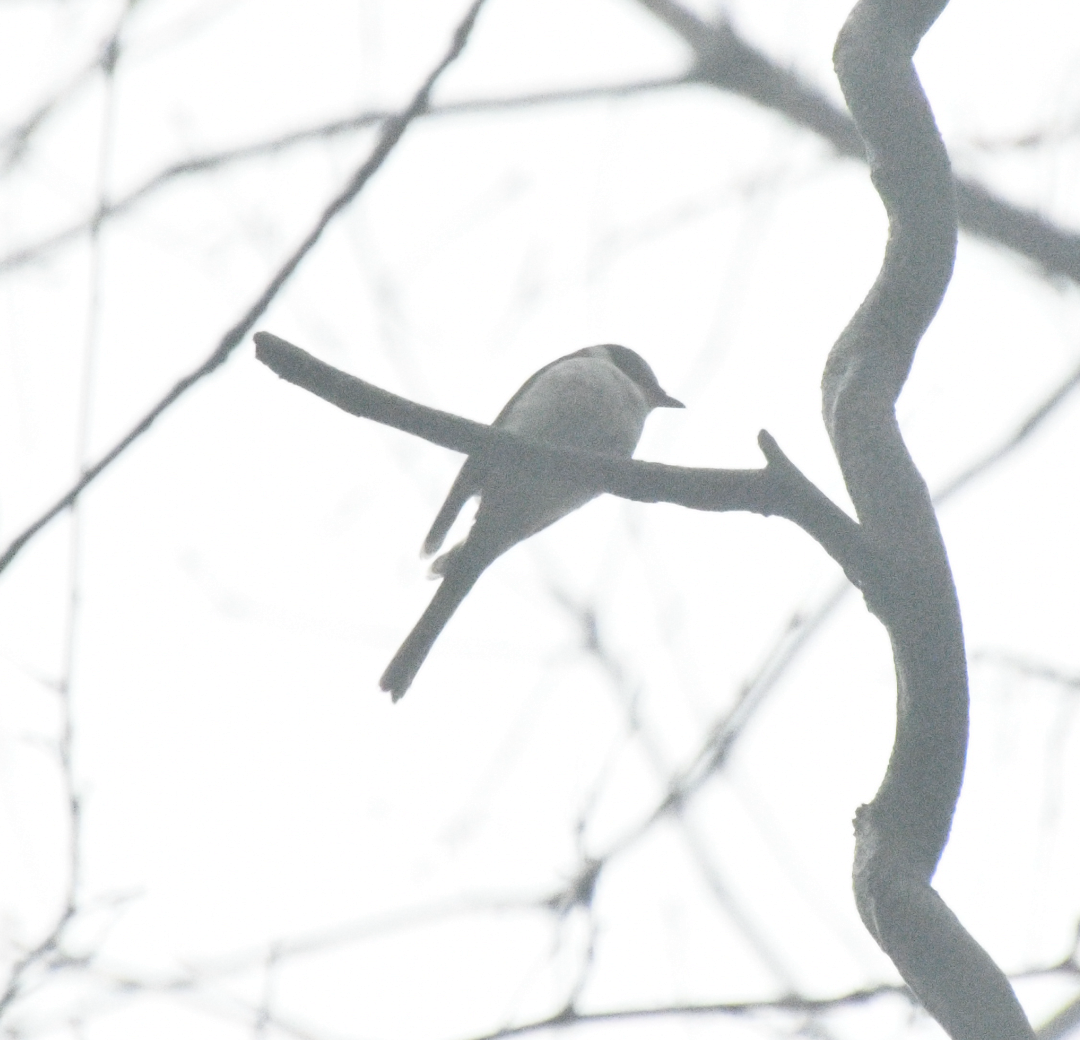 Ashy Minivet - Cliff Miller