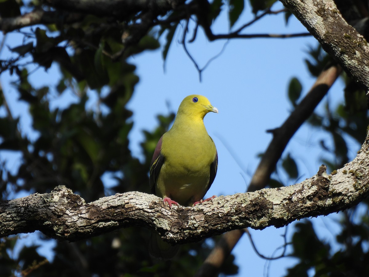 Sri Lanka Green-Pigeon - Inuka Abayaratna