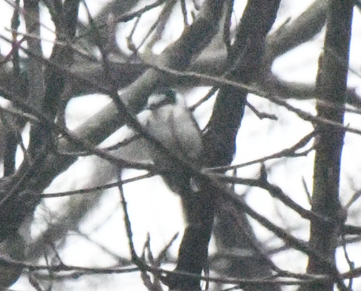 Ashy Minivet - Cliff Miller