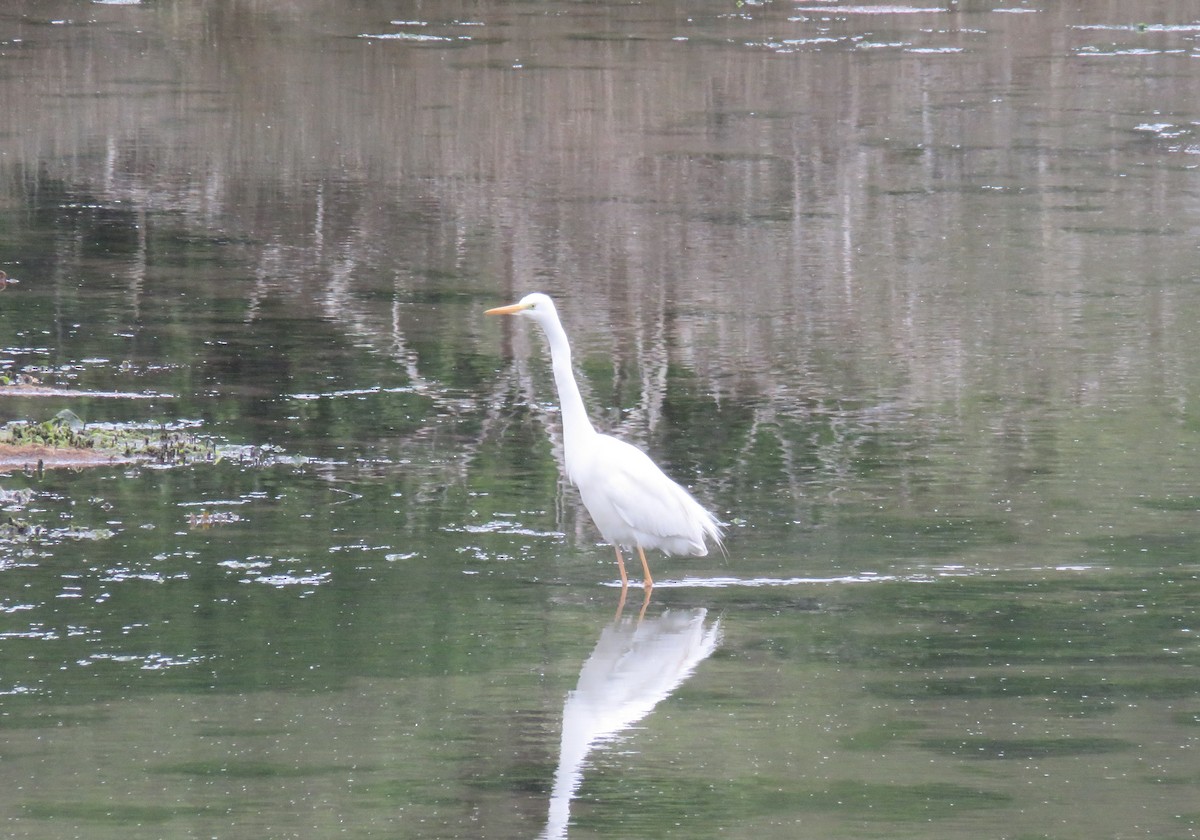 Great Egret - Alfredo  Herrero