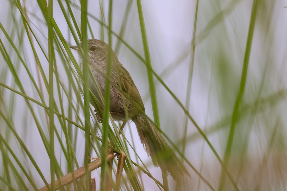 Swamp Grass Babbler - ML617871362