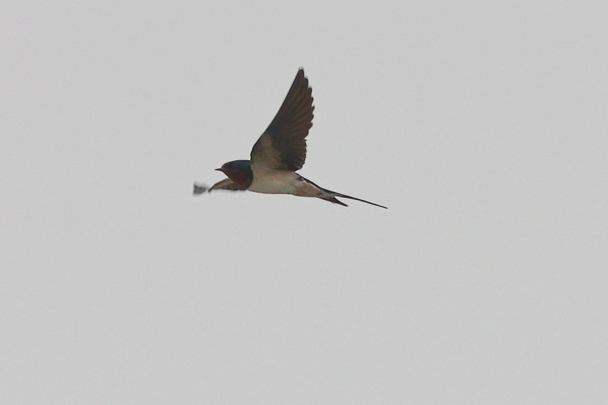 Barn Swallow - Rahul Pereira