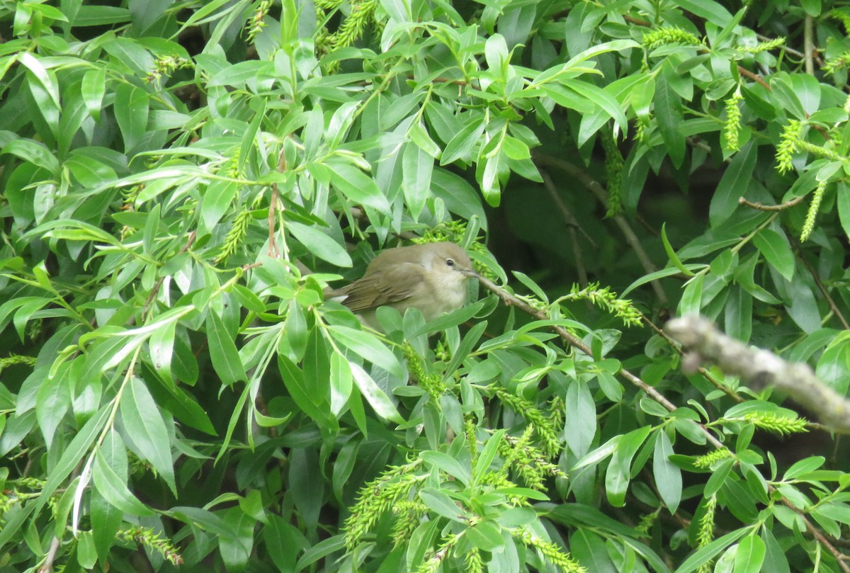 Garden Warbler - ML617871389