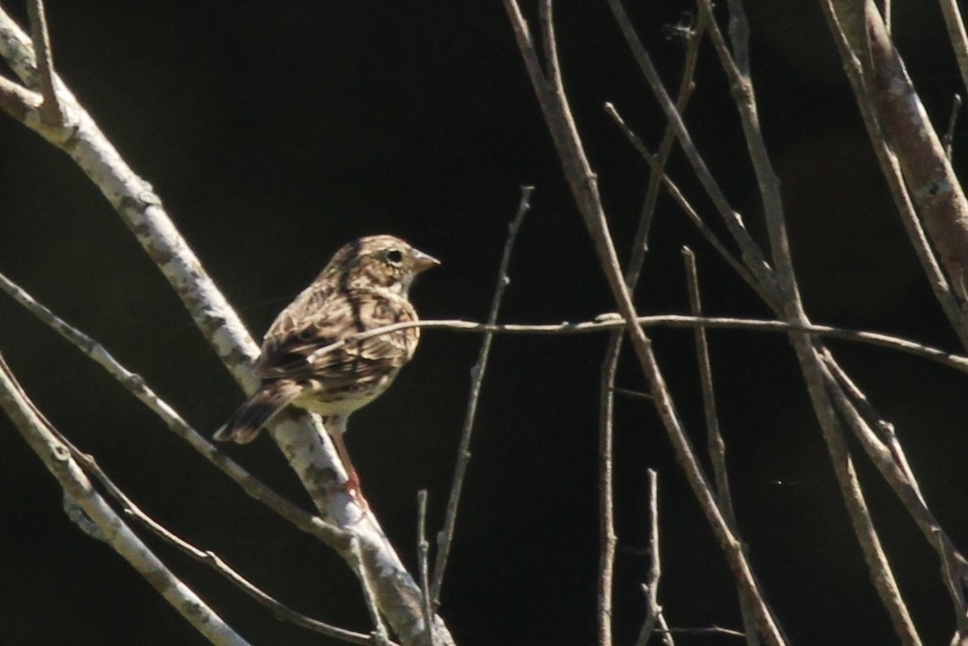 Vesper Sparrow - ML617871425