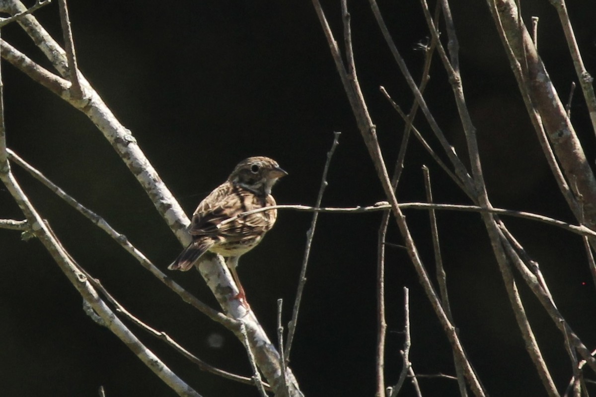 Vesper Sparrow - ML617871426