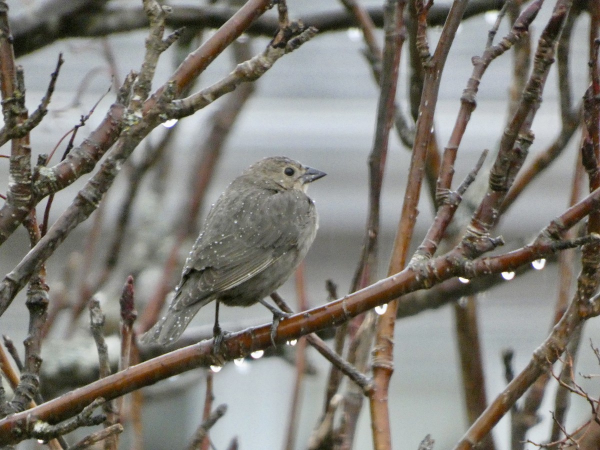 Brown-headed Cowbird - ML617871429