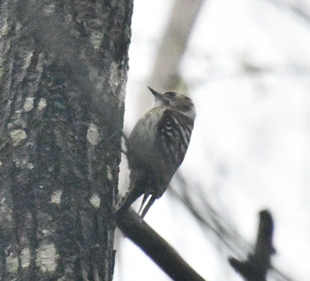 Japanese Pygmy Woodpecker - ML617871434