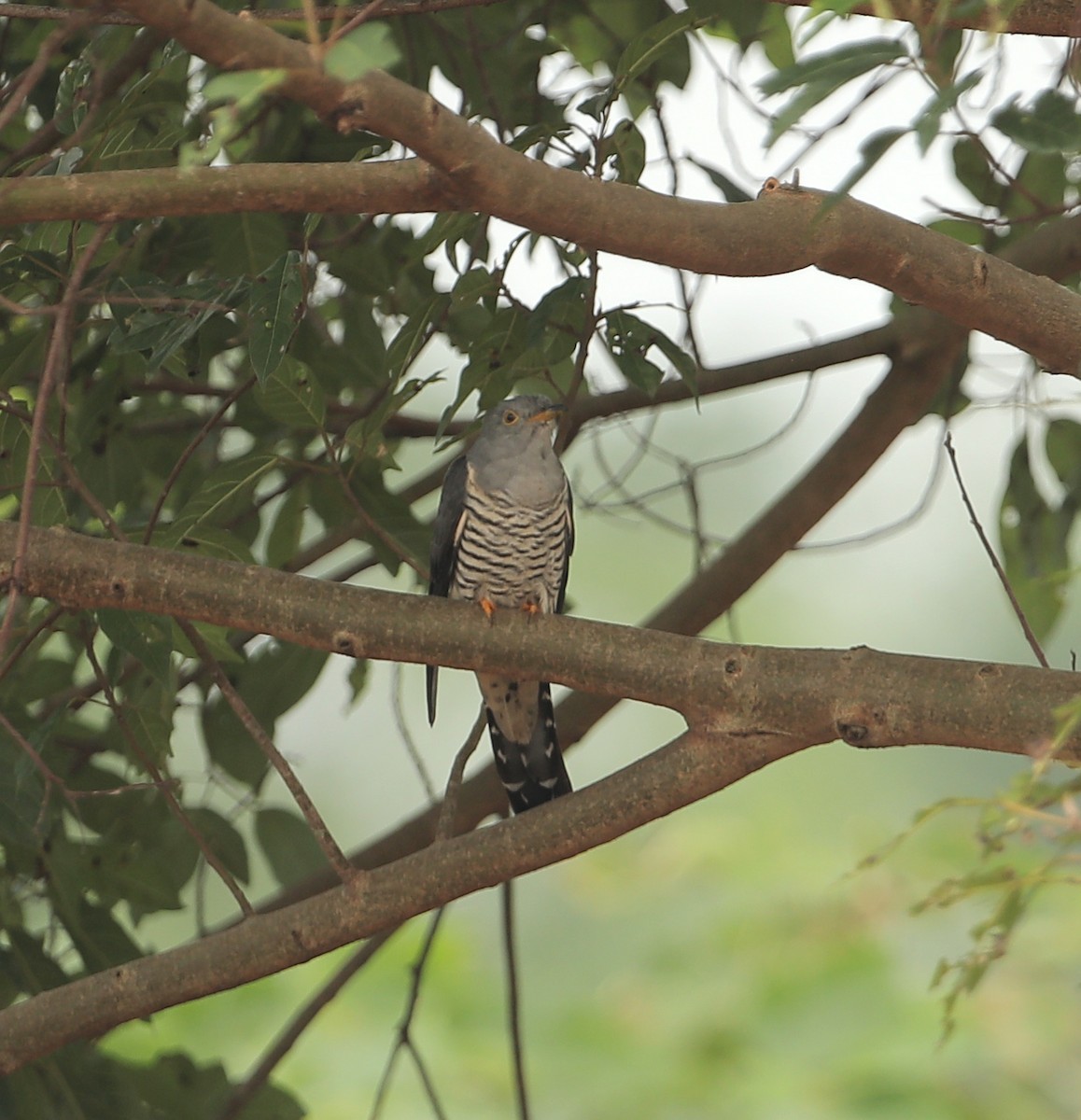 Indian Cuckoo - Marcus Lacey