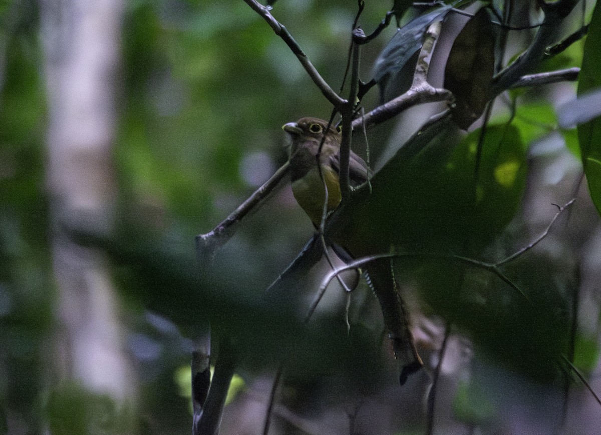 Amazonian Black-throated Trogon - ML617871474