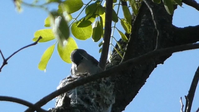 Blue-gray Gnatcatcher - ML617871485