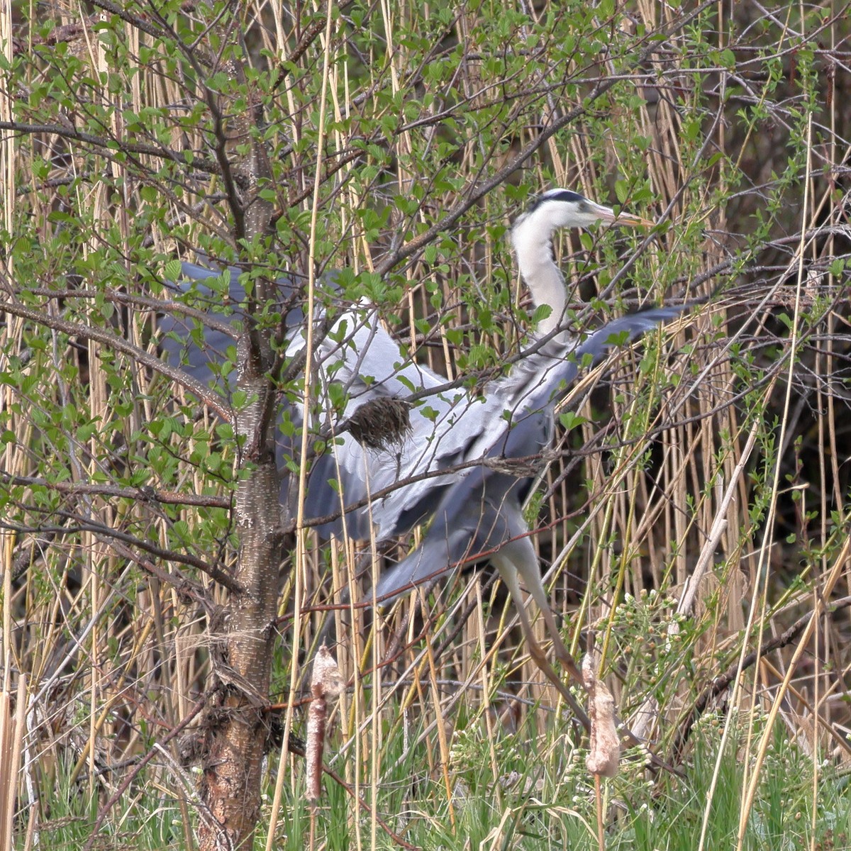 Gray Heron - ML617871492