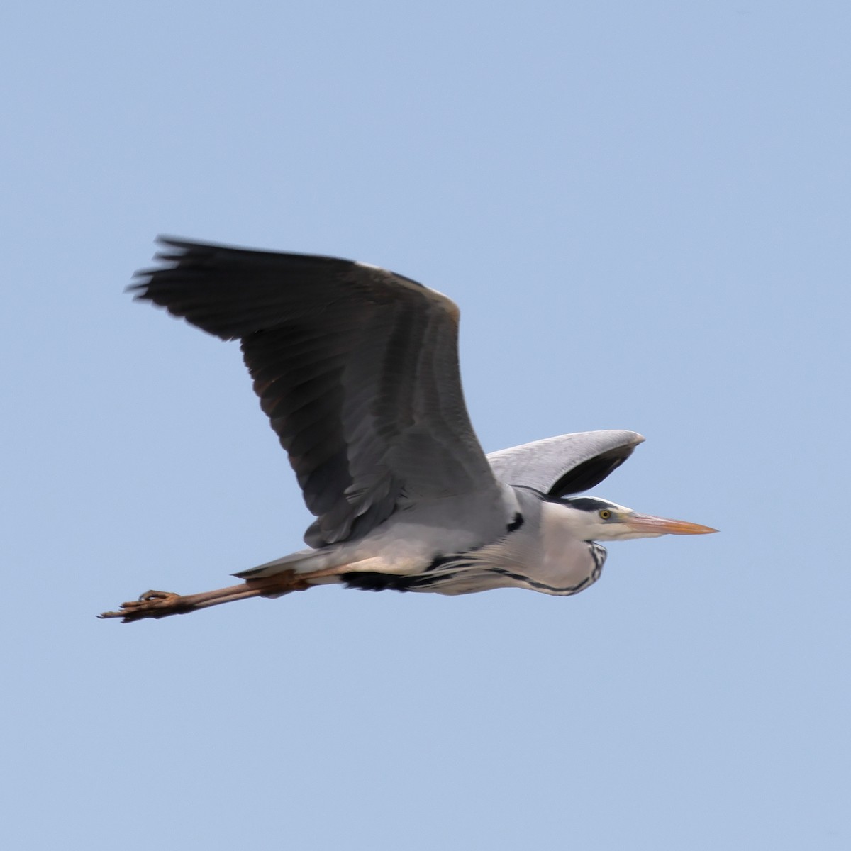 Gray Heron - ML617871495