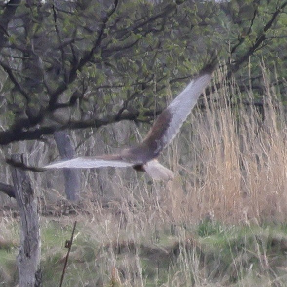 Western Marsh Harrier - Julia Shvetsova