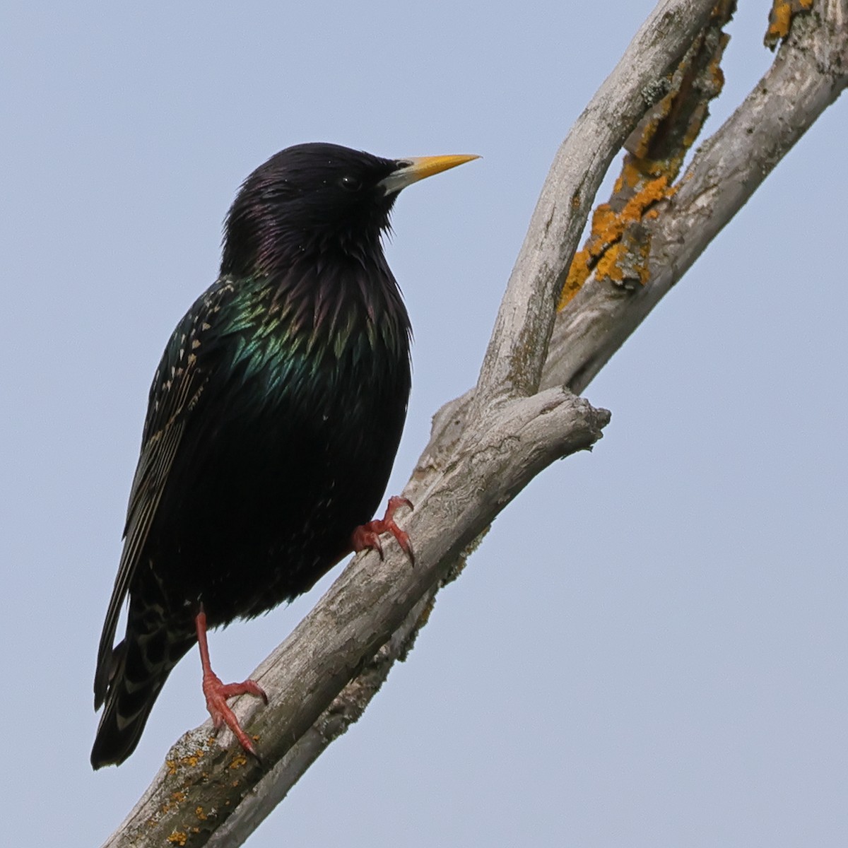 European Starling - Julia Shvetsova