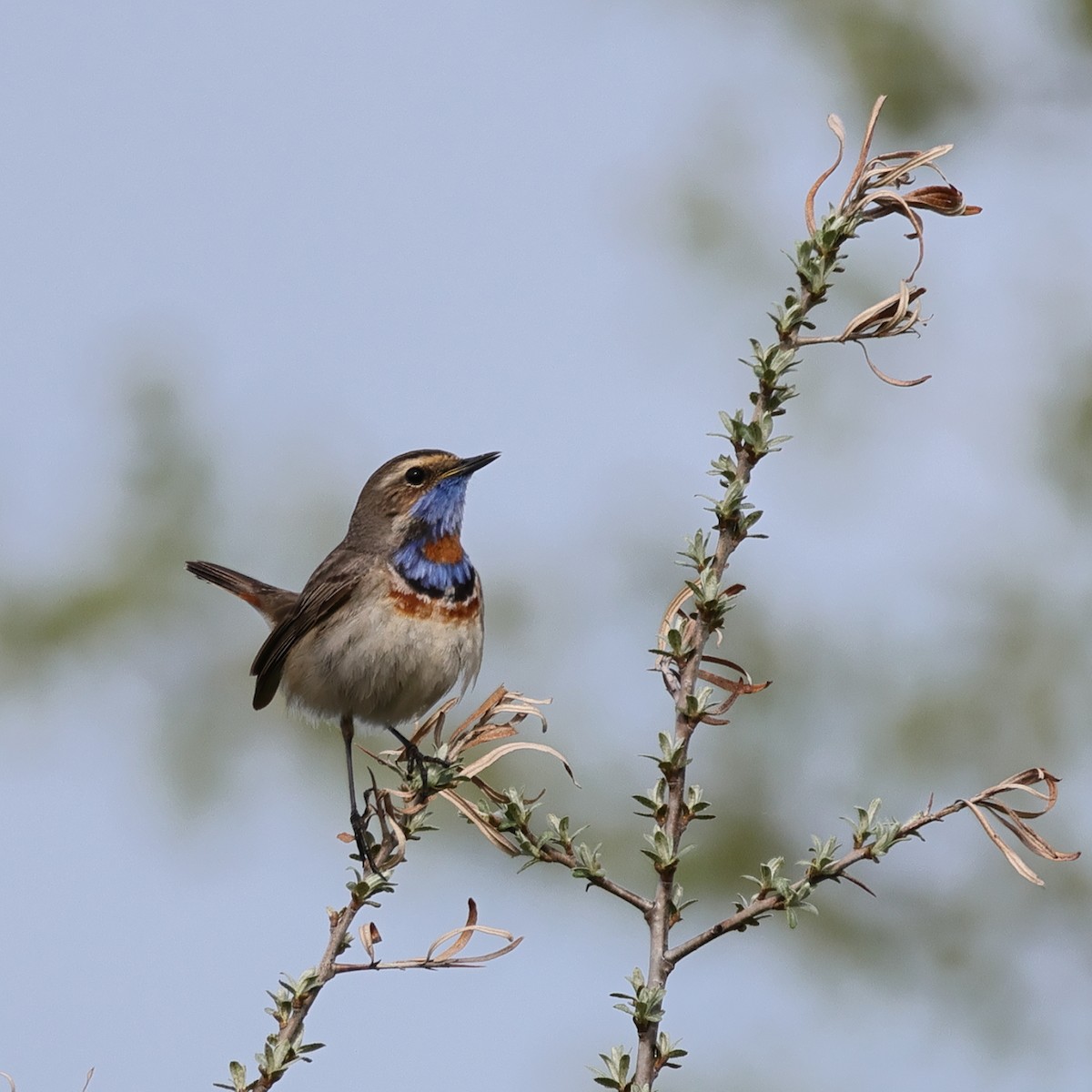 Bluethroat - Julia Shvetsova