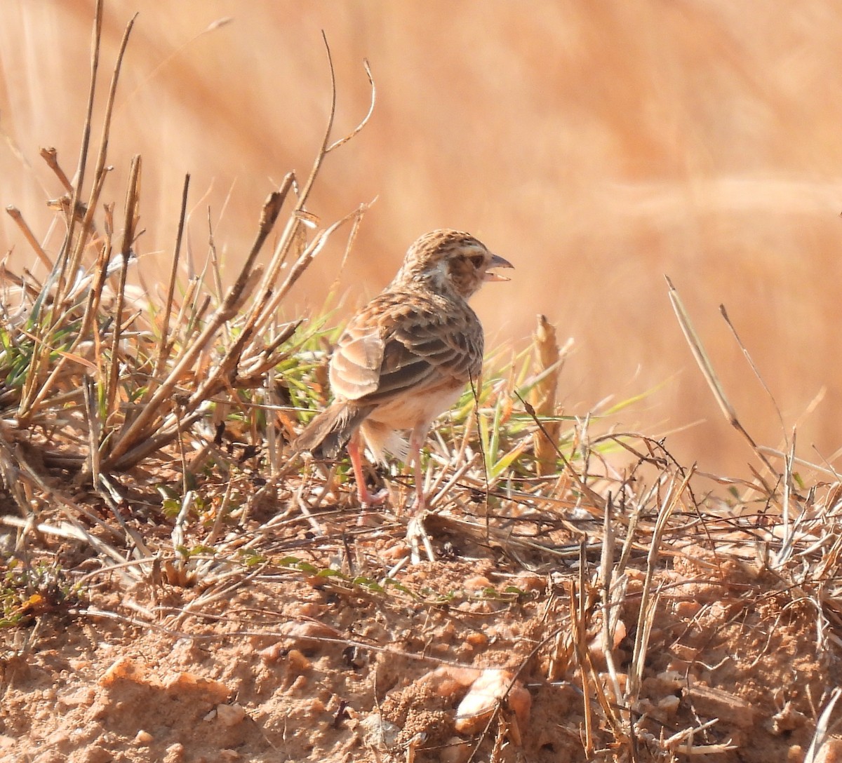 Indian Bushlark - ML617871521