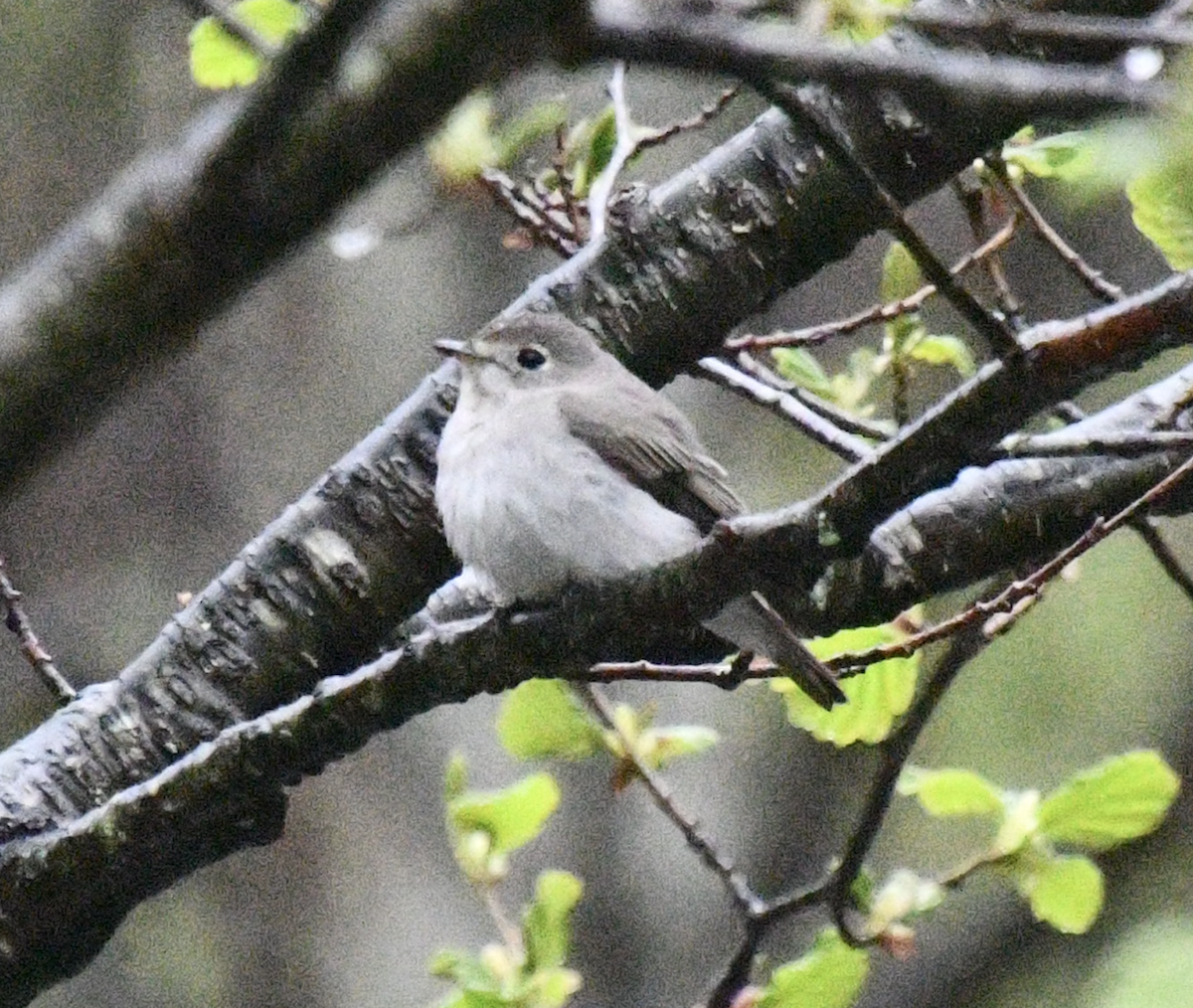 Papamoscas Asiático - ML617871524