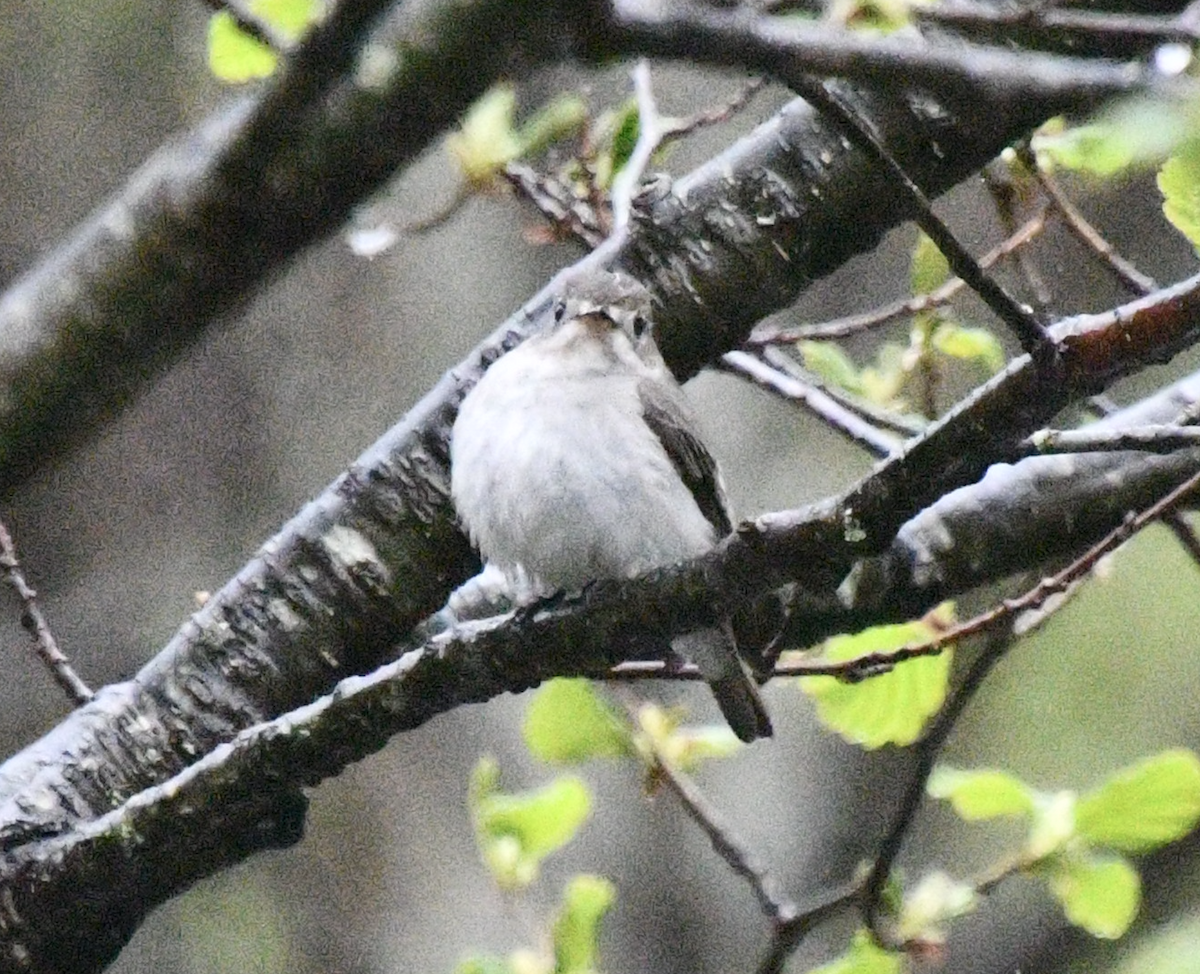 Papamoscas Asiático - ML617871530