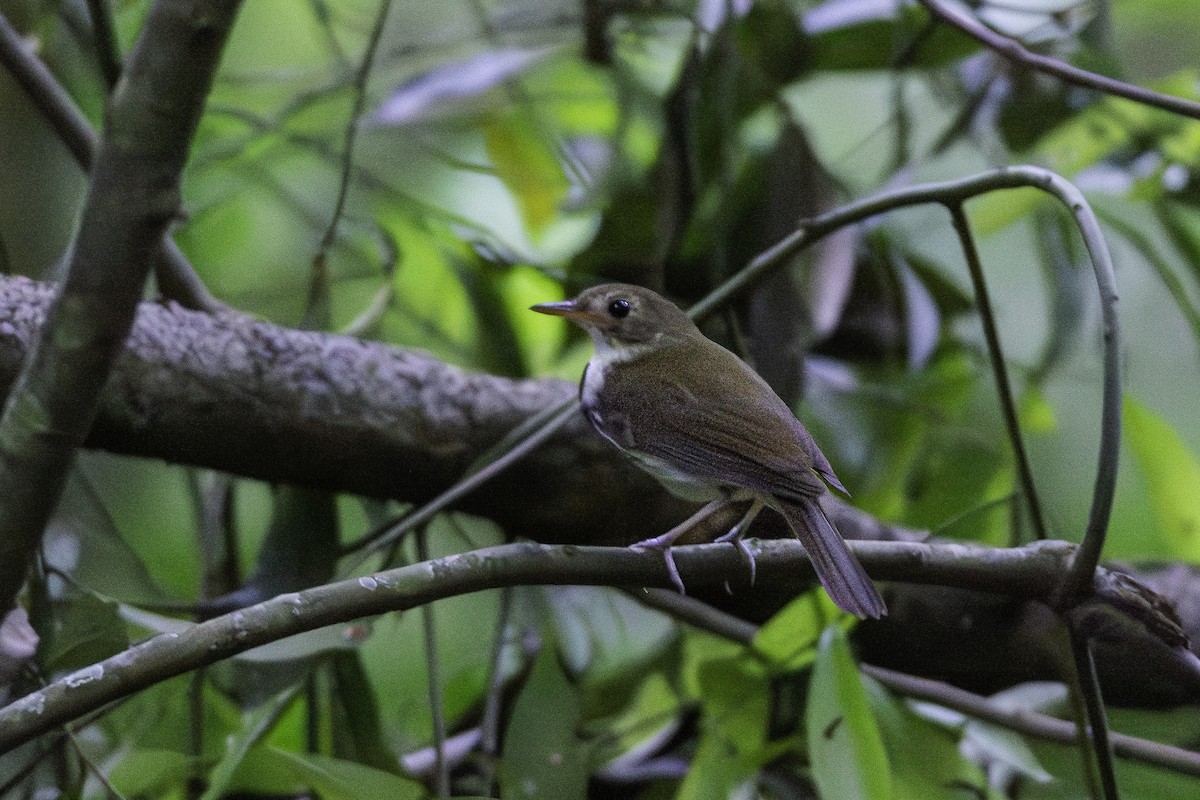 Corythopis de Delalande - ML617871551