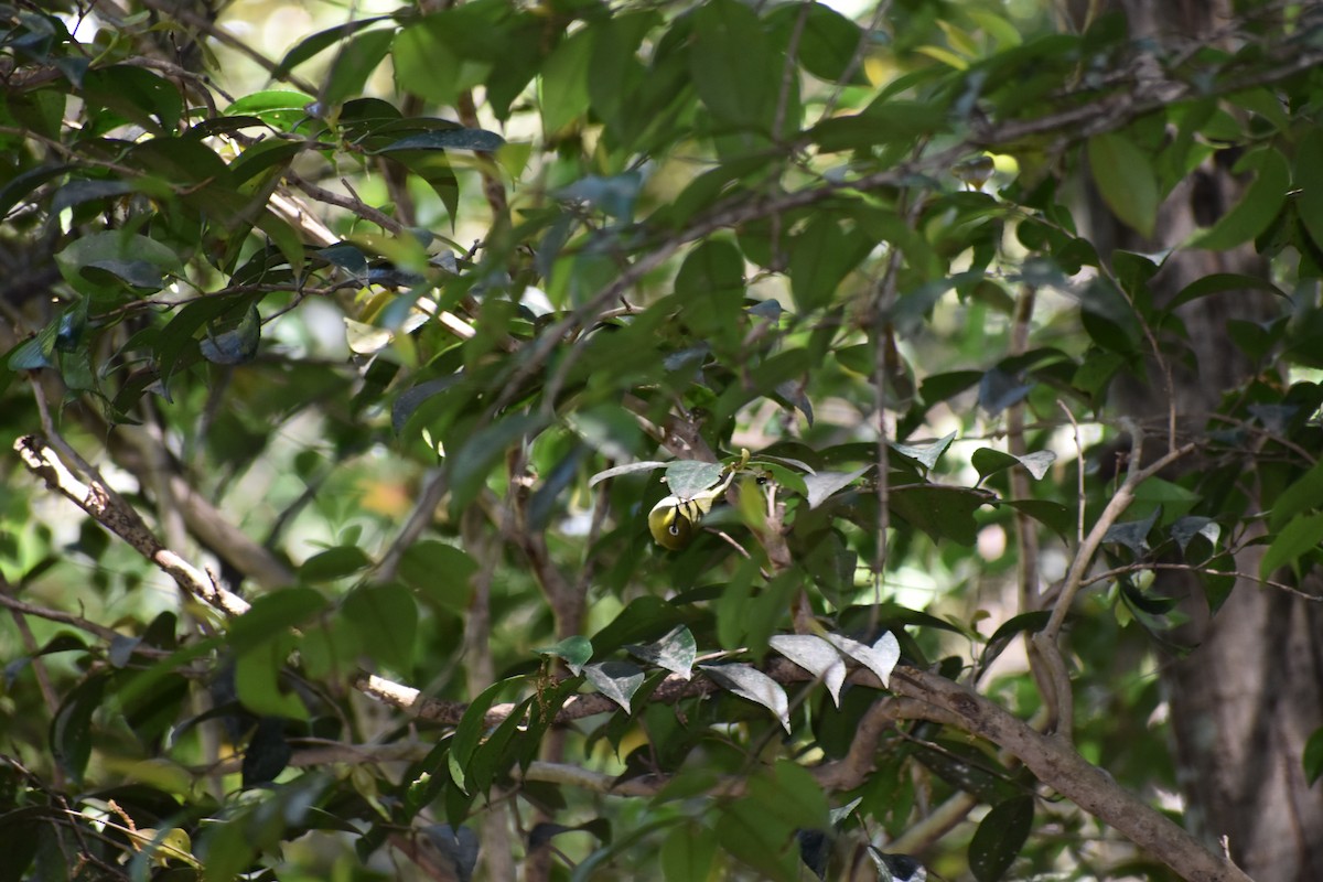 Warbling White-eye - ML617871552