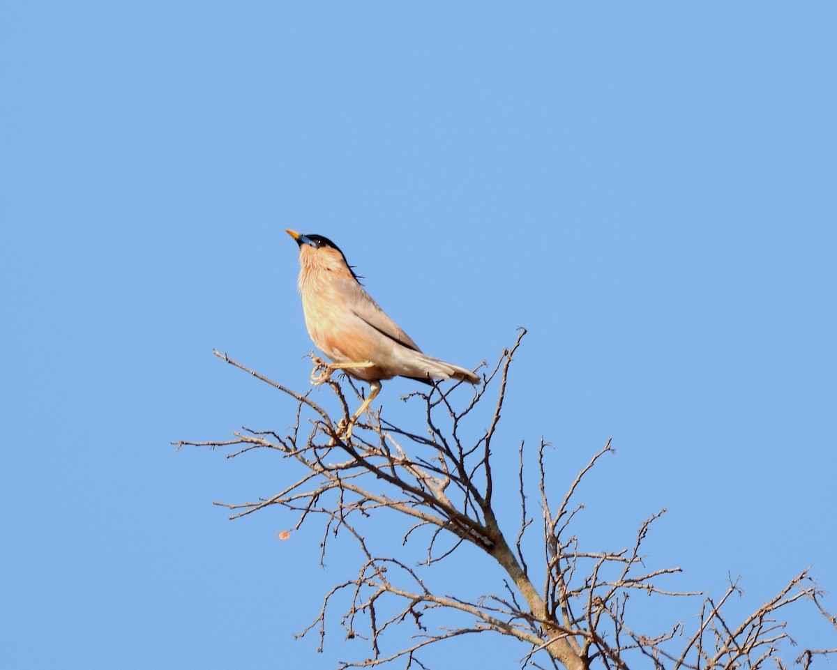 Brahminy Starling - ML617871575