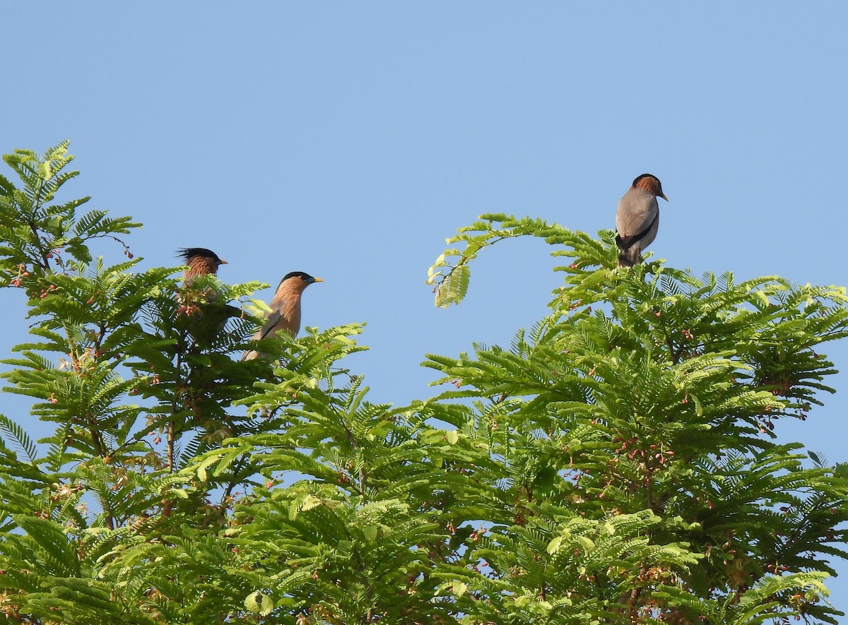 Brahminy Starling - ML617871581