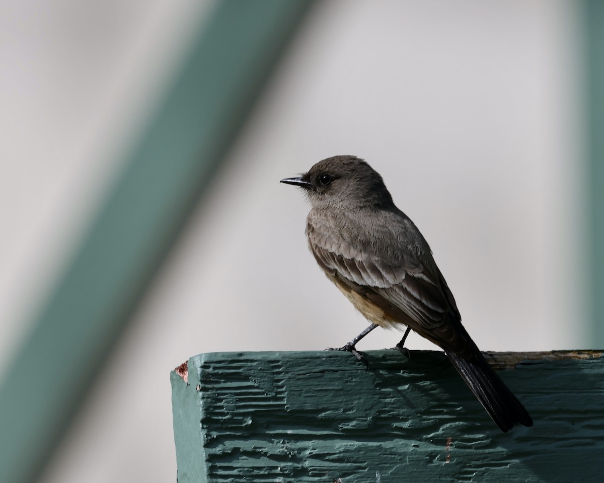 Say's Phoebe - Doug Cooper