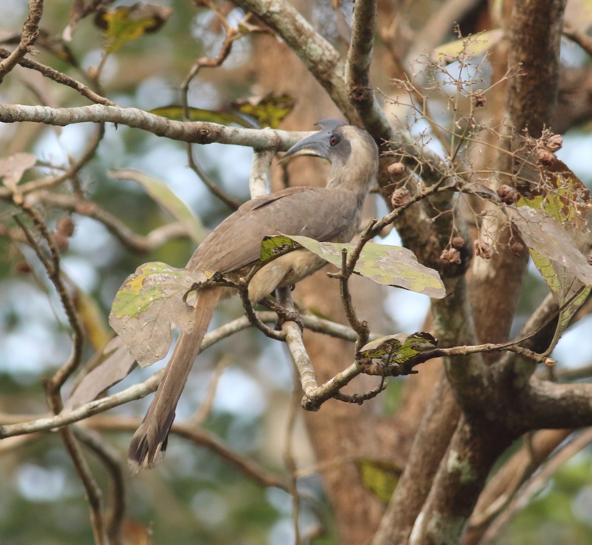 Indian Gray Hornbill - Savio Fonseca (www.avocet-peregrine.com)