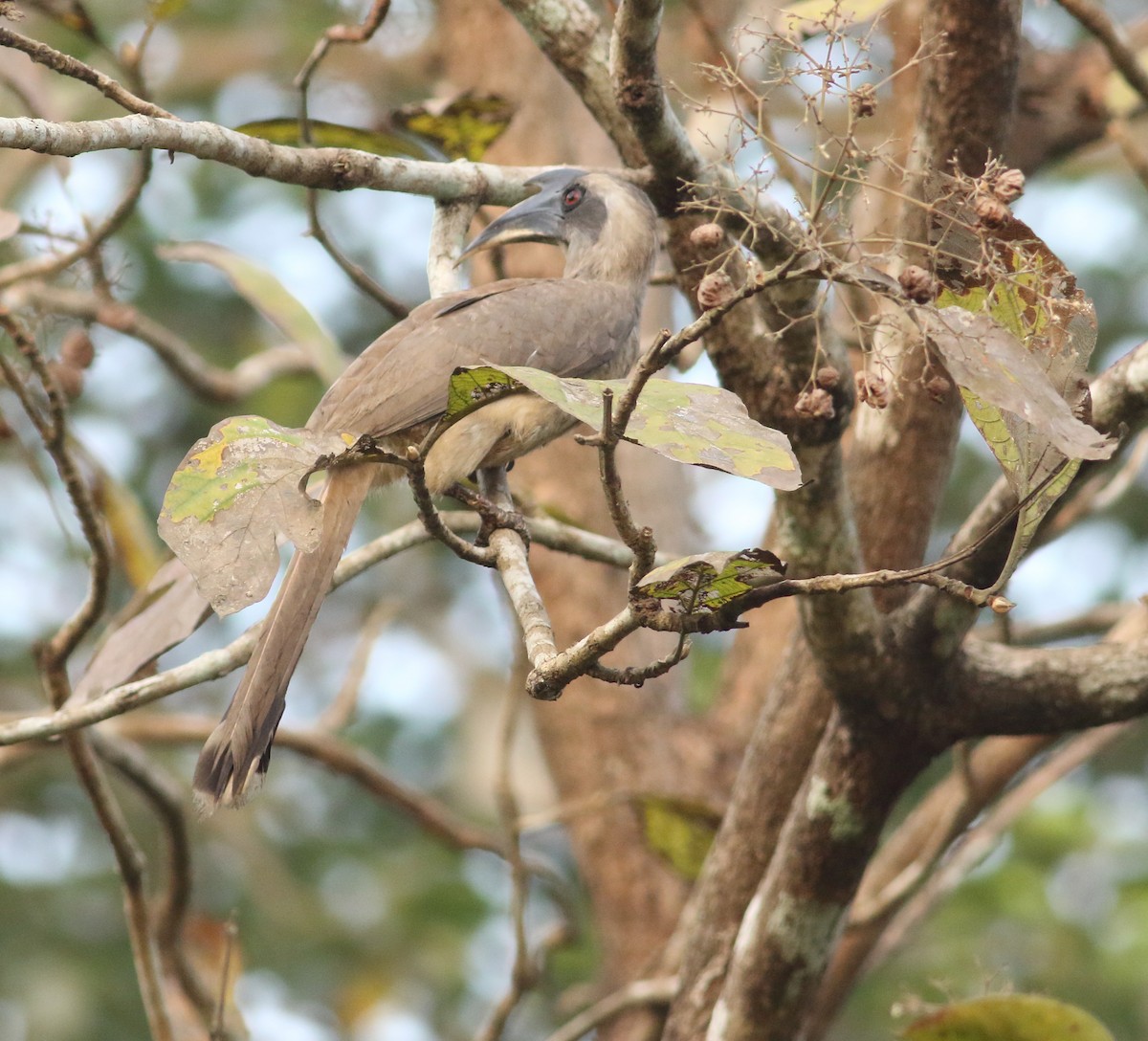 Indian Gray Hornbill - Savio Fonseca (www.avocet-peregrine.com)