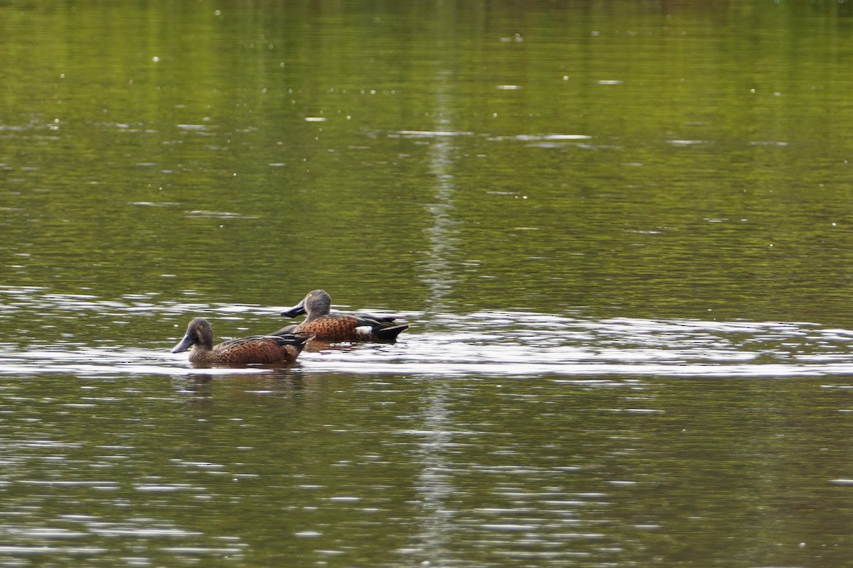 Australasian Shoveler - ML617871677