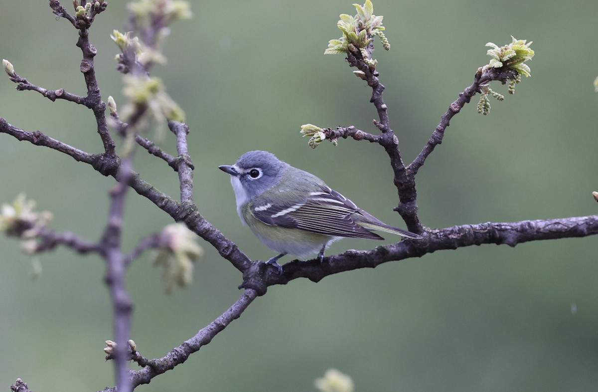 Blue-headed Vireo - Tomas Kay