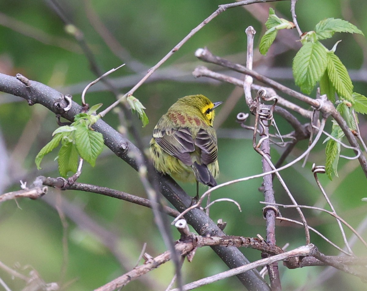 Prairie Warbler - ML617871692