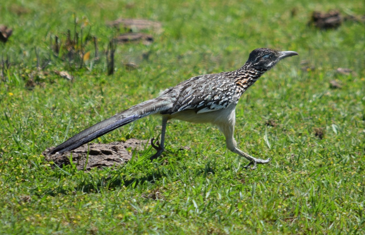 Greater Roadrunner - Rob Harbin