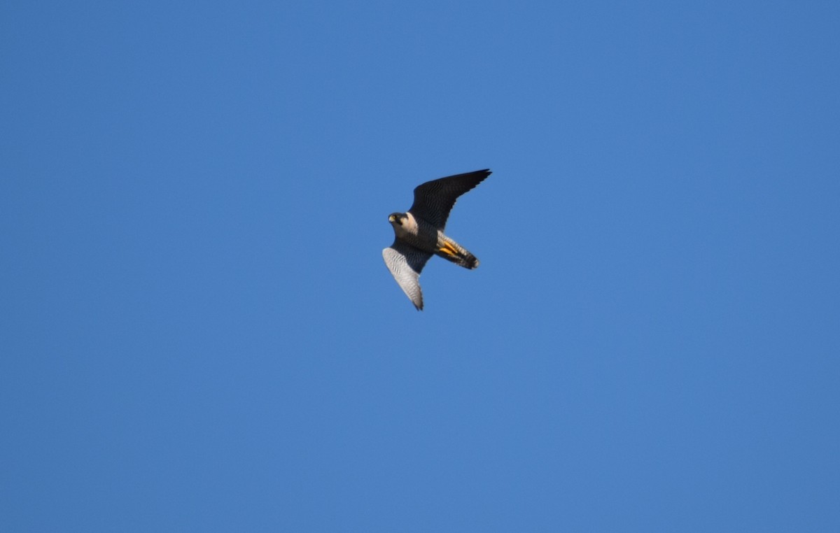 Peregrine Falcon - ML617871738