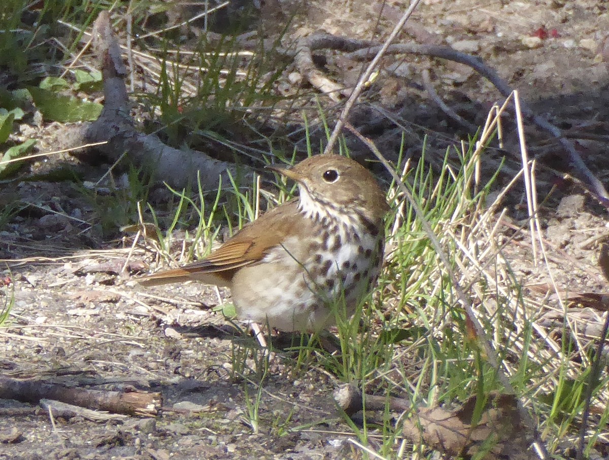 Hermit Thrush - Karina Rathmell